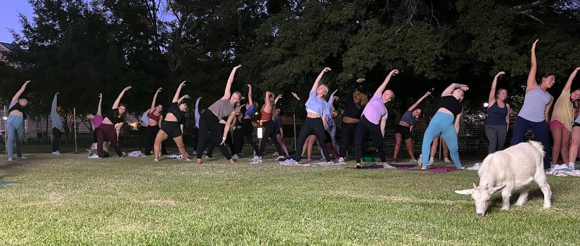 A group of students doing a yoga pose with goats walking around.