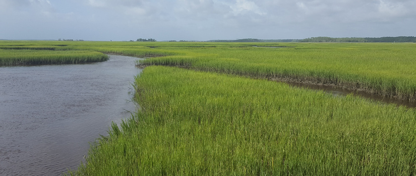 Salt marsh