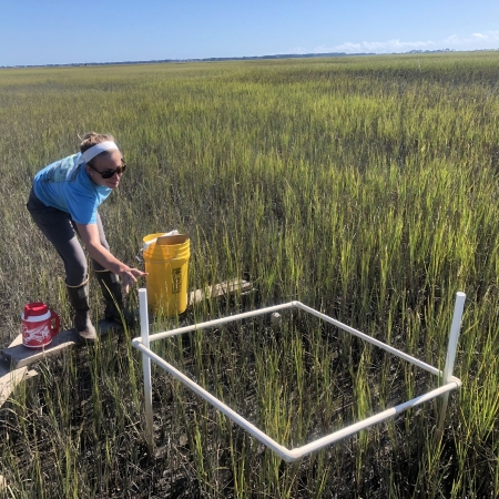 Sampling vegetation in the salt marsh.