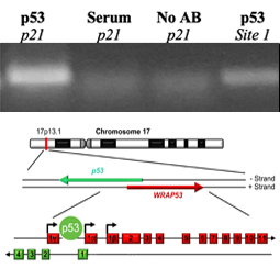 Reisman Lab ID Image