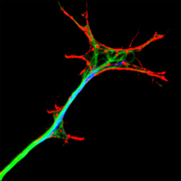 Twiss Lab ID Image