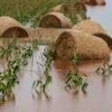 Flooded crops