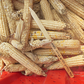 white flint corn